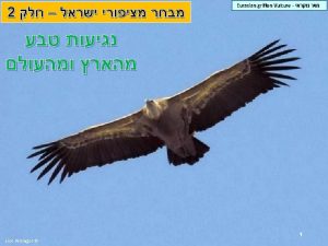Osprey 2 Lior Almagor Egyptian Vulture Lior Almagor