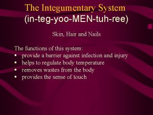 The Integumentary System integyooMENtuhree Skin Hair and Nails