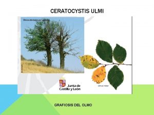 Ceratocystis ulmi