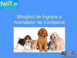 Minighid de ngrijire a Animalelor de Companie Istoria