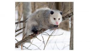 Virginia Opossum Didelphis Virginiana Masked Shrew Sorex Cinereus