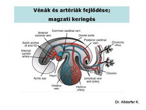 Vnk s artrik fejldse magzati kerings Dr Altdorfer