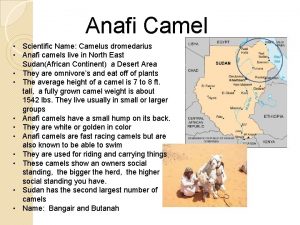 Anafi Camel Scientific Name Camelus dromedarius Anafi camels