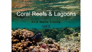 Coral Reefs Lagoons AICE Marine Science Unit 5