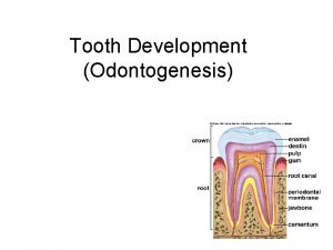 Tooth Development Odontogenesis Dentition Primary dentition develops during