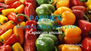 PAPRIKA MORFOLOKA SVOJSTVA Capsicum anuum Kristina Gaji dipl