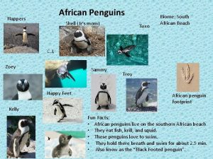 African Penguins Flappers Shell Jrs mom Tuxo Biome