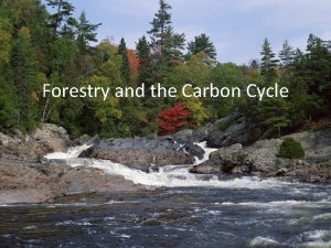 Forestry and the Carbon Cycle Forestry and the