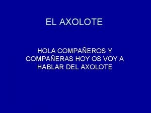 EL AXOLOTE HOLA COMPAEROS Y COMPAERAS HOY OS