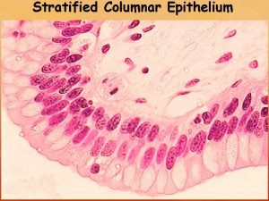 Stratified Columnar Epithelium Epithelial Connective Muscle and Nervous