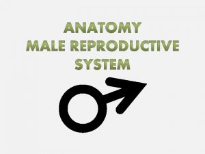 THE MALE REPRODUCTIVE SYSTEM Male has reproductive organs