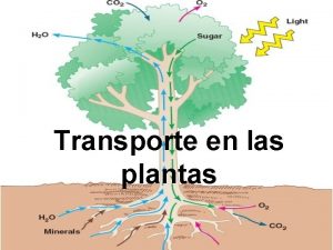 Transporte en las plantas 3 La transpiracin la