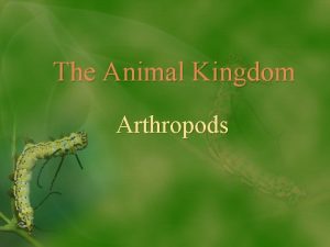 The Animal Kingdom Arthropods The Animal Kingdom Characteristics