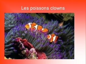 Les poissons clowns Plan Prsentation Mode de vie