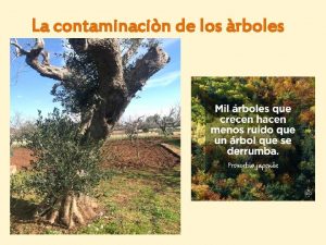 La contaminacin de los rboles En Apulia en