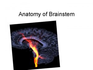 Anatomy of Brainstem Anatomy of derivative of the