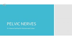 PELVIC NERVES Dr Abeera SarfrazDr Muhammad Zubair Nerves