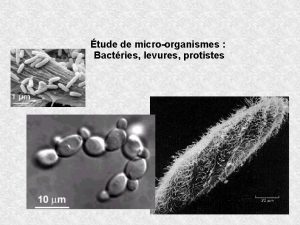 tude de microorganismes Bactries levures protistes Prparation de