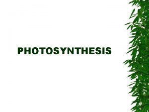 PHOTOSYNTHESIS Outline I Photosynthesis in Nature A Plants