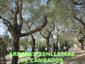 ARBORES SENLLEIRAS DE CAMBADOS SOBREIRA Quercus suber A