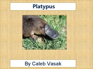 Platypus By Caleb Vasak Platypus facts There diet