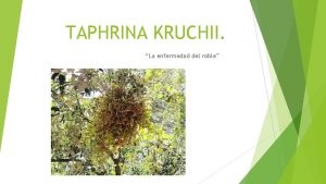 Taphrina kruchii