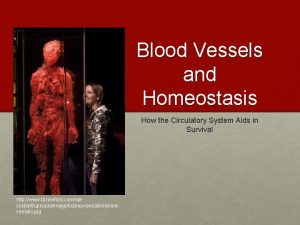 Blood vessels homeostasis