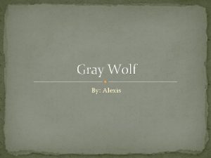 Gray Wolf By Alexis Characteristics The Gray Wolf