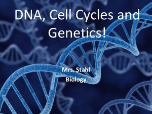 DNA Cell Cycles and Genetics Mrs Stahl Biology