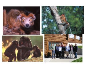 Primate Suborders Figure 10 1 Summary of traditional