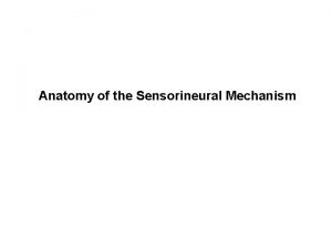 Anatomy of the Sensorineural Mechanism The Bony Labyrinth
