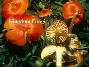 Kingdom fungi cell wall