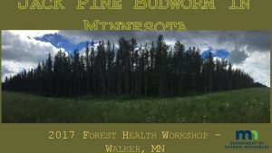 JACK PINE BUDWORM IN MINNESOTA 2017 FOREST HEALTH