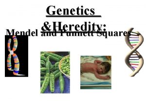 Genetics Heredity Mendel and Punnett Squares Standard S