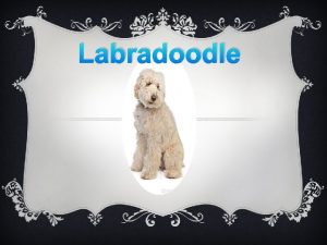 Labradoodle alleen thuis