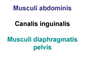Musculi abdominis Canalis inguinalis Musculi diaphragmatis pelvis Musculi