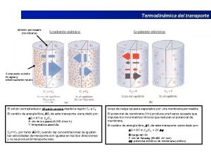 Termodinmica del transporte divisin permeable membrana Gradiente qumico