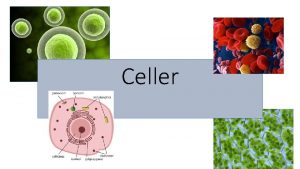 Celler Begrepp Cellmembran Cellkrna Cellkropp Kromosomer Arvsanlag DNA