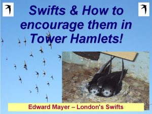 Swifts How to encourage them in Tower Hamlets