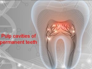 Pulp cavities of permanent teeth Tooth structure Tooth