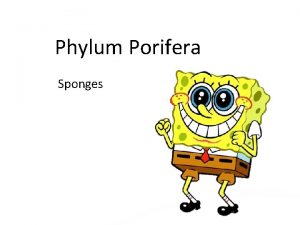 Phylum Porifera Sponges Body Plan Parts Body Plan