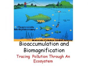 Bioaccumulation and Biomagnification Tracing Pollution Through An Ecosystem