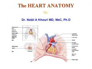 The HEART ANATOMY By Dr Nabil A Khouri