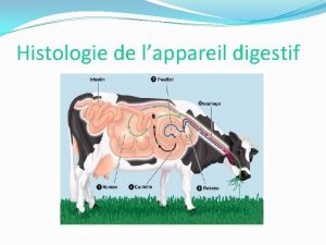 Histologie de lappareil digestif Lappareil digestif Lappareil digestif