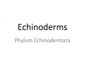 Echinoderms Phylum Echinodermata Include sea stars sea urchins