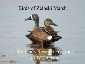 Birds of Zeloski Marsh Wetlands Reserve Program in