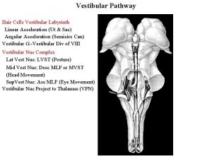 Vestibular Pathway Hair Cells Vestibular Labyrinth Linear Acceleration