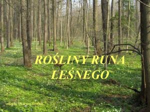 Rośliny runa leśnego