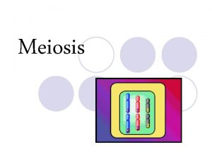 Meiosis Homologous Chromosomes l In the body cells