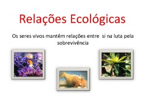 Relaes Ecolgicas Os seres vivos mantm relaes entre